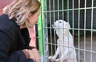 Sokak hayvanları için iş birliği