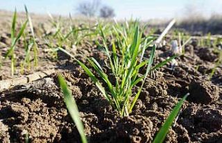 Son yağışlar umut oldu: Kuru toprağa ekilen buğday...