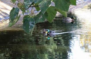 Sonbahar renkleriyle Porsuk’ta yüzen ördeklerin...