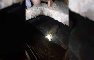 Suluova’da gübre çukuruna düşen ineği belediye...