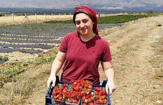 Tatlısu köyü, Çileğin merkezi olacak