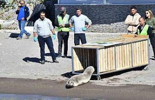 Tedavisi tamamlanan Akdeniz foku mavi sularla buluştu