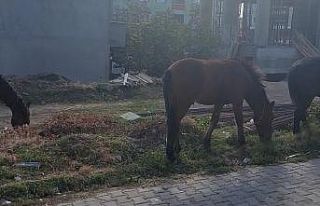 Tekirdağ sokaklarında bu kez başıboş atlar gezintide
