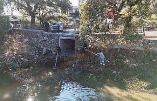 Tescilli Ağaç Topluluğu bölgesi temizlendi