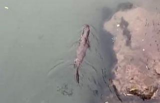 Tunceli’de görüntülediler: Sucul ekosistemlerin...