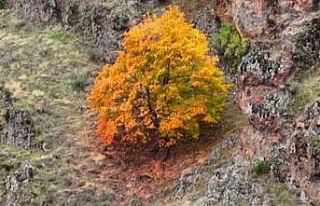 Tunceli’de, koruma altındaki yaban keçileri ile...