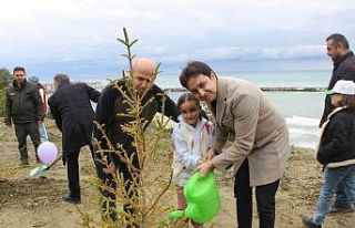 Türkeli’de yüzlerce fidan toprakla buluştu