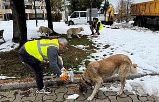 Ünye’de sokak hayvanlarına 23 ayda 24 ton mama...
