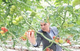 Vali Koç jeotermal sera alanında incelemelerde bulundu