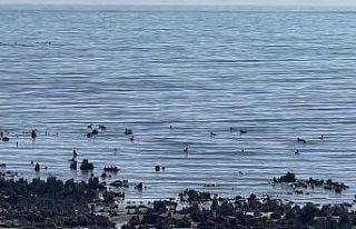 Van Gölü’ndeki su çekilmesi, kuşlar için yeni...