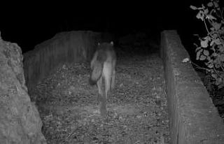 Yaban hayatı köprüsü, belgeselleri aratmayan görüntüler...