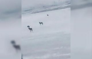 Yabani hayvanlarla karşılaşan sürücünün arkadaşı...