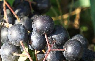 Yalova aronyası üreticisinin yüzünü güldürdü