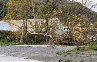 Yalova’da lodos: Ağaçlar ve telefon direkleri...