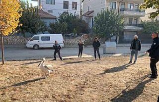 Yaralı halde bulunan pelikan koruma altına alındı