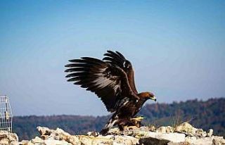 Yaralı kaya kartalı tedavisinin ardından özgürlüğe...