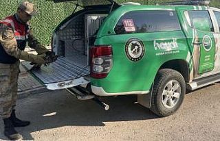 Yaralı şahin jandarmanın şefkat eliyle kurtarıldı