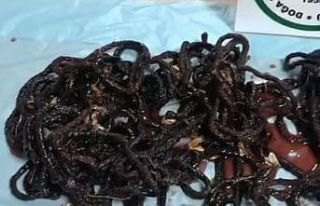 Yasadışı gece kelebeği avına 380 bin TL ceza