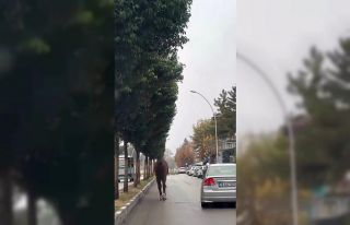 Yerinden çıkan mazgal ve başıboş at trafiği...