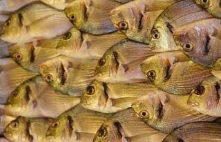 Yunan çipurası az olunca Türk çipurası kıymete...