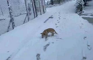 Zonguldak’ın yüksek kesimlerinde kar yağışı