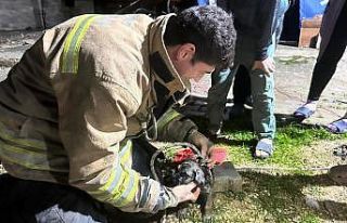 17 metre derinliğindeki kuyuya düşen köpeği itfaiye...