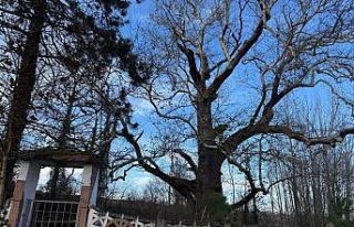 300 yıllık çivisiz cami ve koruma altındaki ağaç,...