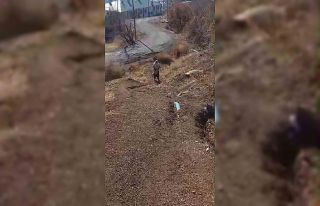 80 yaşındaki Tayyibe nine kümesine dadanan tilkiyi...