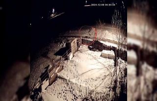 Aç kalan kurtların köpeklere saldırdığı anlar...