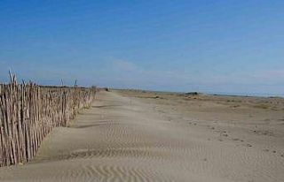 Adana’da erozyonla mücadele kapsamında fidan dikimi...