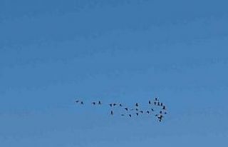 Adana’da leyleklerin göç yolculuğu başladı