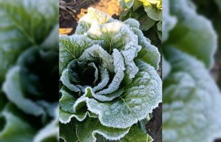 Adana’da tarımı don vurdu