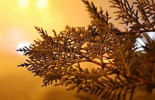 Aksaray’da yoğun sis: Görüş mesafesi 10 metreye...