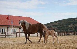 Alia Park’ın ilk tayı dünyaya geldi