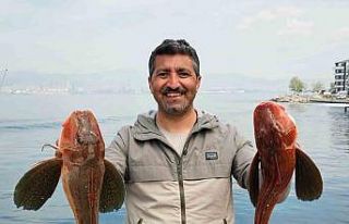 Amatör balıkçı toplam 6 buçuk kiloluk 2 balık...