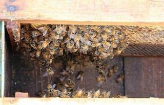 Arılar yıllar sonra ilk defa kış uykusuna erken...