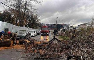Avcılarda devrilen iğde ağacı elektrik ve internet...
