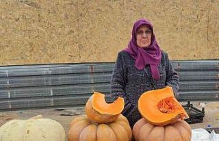 Bahçesinde ürettiği balkabağı geçim kaynağı...