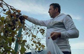 Bahçesindeki üzümü ikinci kez hasat etti, karşılaştığı...