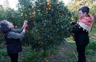 Başkan Mandalinci, mandalina hasadına katıldı
