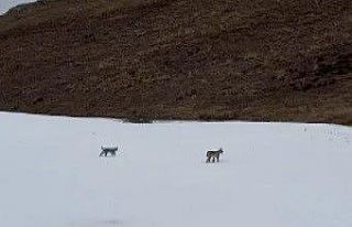 Bayburt’ta karlı arazide gezen iki vaşak görüntülendi