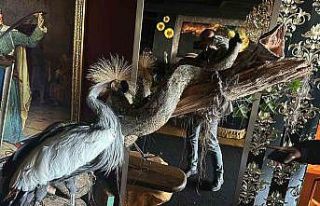 Beykoz’da baskın yapılan evde Nil timsahı, anakonda...