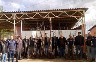 Bilecikli çiftçilere 310 adet meyve fidan dağıtıldı