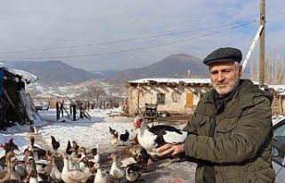 Bitki halde bulunan yaban kazı, misafir edildiği...