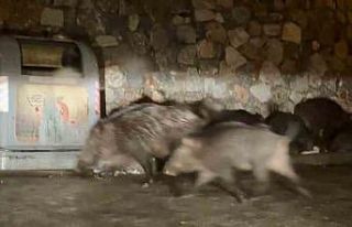 Bodrum’da aç kalan yaban domuzları mahalleleri...