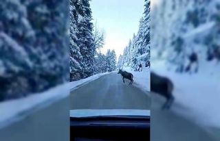 Bolu’da nadir görülen kızıl geyik karla kaplı...