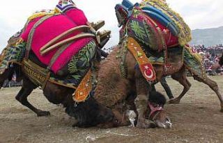 Buharkent deve güreşleri renkli görüntülere sahne...