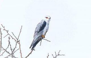 Bursa’nın yeni konuğu: Ak çaylak