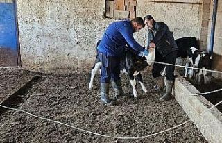 Büyük ve küçükbaş hayvanlara aşılama çalışması...