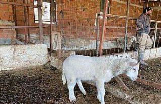 Çanakkale’de Kuzu 5 Ayaklı Doğdu